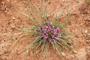 灰葉黃耆 灰葉黃耆