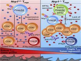 免疫反饋控制 免疫反饋控制