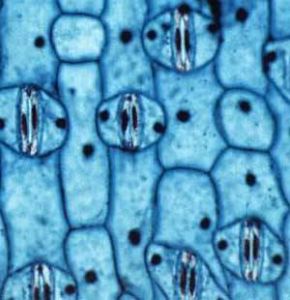 植物類細胞克隆 植物類細胞克隆