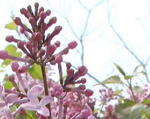 圓錐狀花序 圓錐狀花序