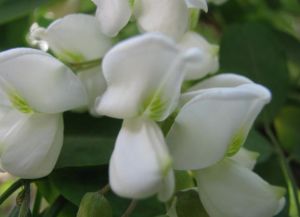 槐花兩吃 槐花兩吃