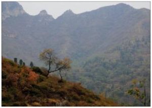 大陰山村 大陰山村