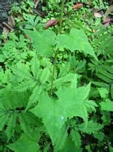 辛家山蟹甲草 辛家山蟹甲草