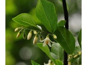 華麗賽山梅 華麗賽山梅