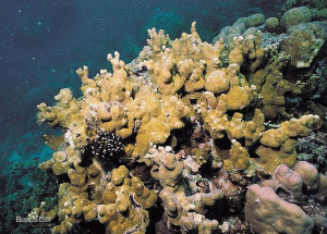 畸形濱珊瑚 畸形濱珊瑚