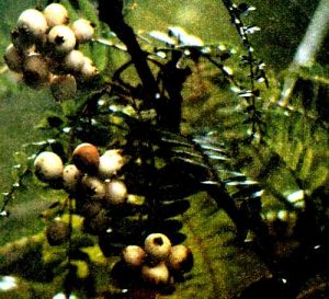 多對西康花楸(變種)