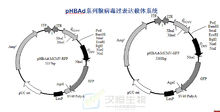 經典的pHBAd系列腺病毒過表達載體系統