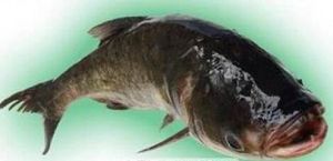 大化大頭魚 大化大頭魚