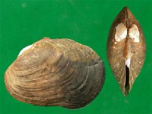 雌雄性圖片區別