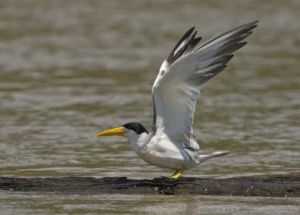 秘魯燕鷗 秘魯燕鷗