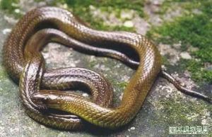 九龍頸槽蛇 九龍頸槽蛇