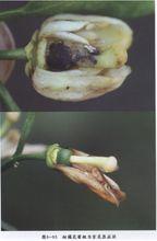 柑橘花蕾蛆為害症狀圖