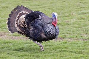 火雞[火雞屬鳥類的一種]