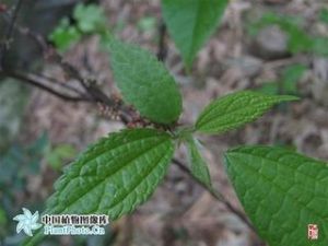 征鎰麻屬 征鎰麻屬