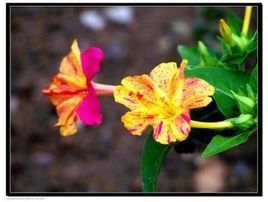 懶老婆花 懶老婆花