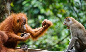 位於印度尼西亞的古農列尤擇國家公園內上演了一場猩猩“大戰”偷香蕉的獼猴的喜劇場面。