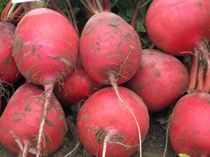 青草壩蘿蔔 青草壩蘿蔔