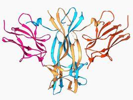 生長促進因子 生長促進因子