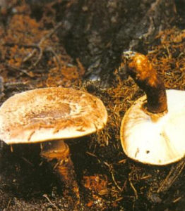 黃褐鬆口蘑