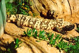 墨西哥毒蜥 墨西哥毒蜥