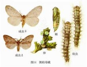 側柏毒蛾 側柏毒蛾