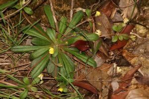 短莖組[傘形科岩風屬]