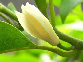 白蘭花葉 白蘭花葉