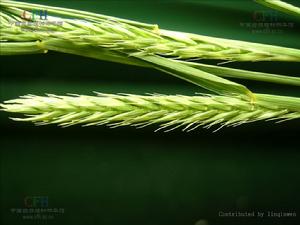 沙生冰草 沙生冰草