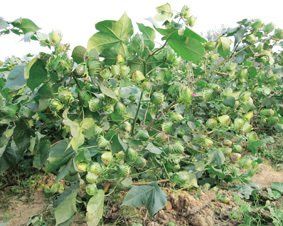 碩豐十號 碩豐十號