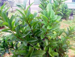 凹脈丁公藤 凹脈丁公藤