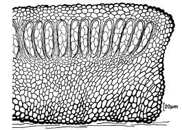 南方排囊座菌 南方排囊座菌