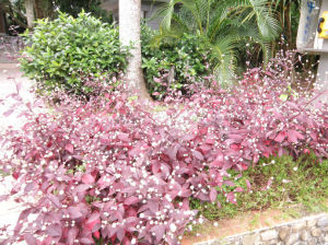 紫荊木