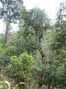 懂過古茶山 懂過古茶山