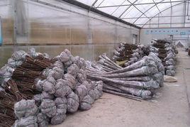 苗木包裝 苗木包裝