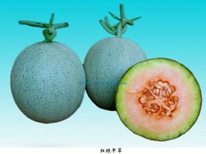 紅綠早脆甜瓜