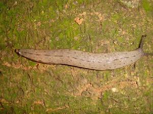 雙線蛞蝓 雙線蛞蝓