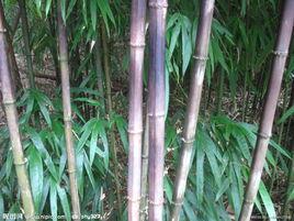 井岡山方竹 井岡山方竹