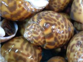 深溝鳳螺 深溝鳳螺