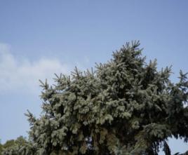 藍粉雲杉 藍粉雲杉