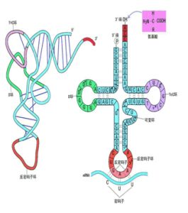 （圖）RNA結構
