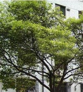 大上海國際花園雅典園 大上海國際花園雅典園