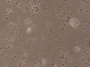 顆粒物質 顆粒物質