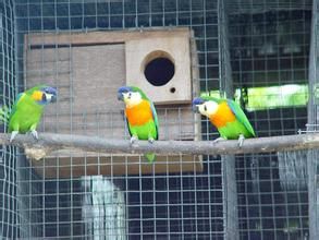 德氏無花果鸚鵡半島亞種 德氏無花果鸚鵡半島亞種