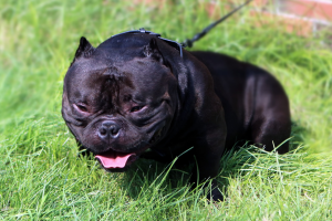 復仇者惡霸犬聯盟