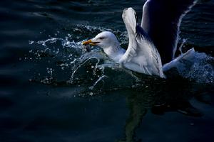 （圖）大黑背歐