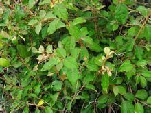 多毛羊奶子 多毛羊奶子