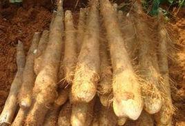 萬合竹篙薯 萬合竹篙薯