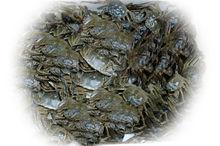 中牟縣雁鳴湖大閘蟹