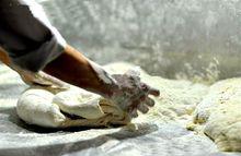 馬蹄燒餅[內黃縣井店鎮特色小吃]