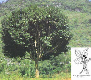 肥牛樹屬 肥牛樹屬